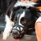 Black mesh dog muzzle on dog during walk, with adjustable fit straps