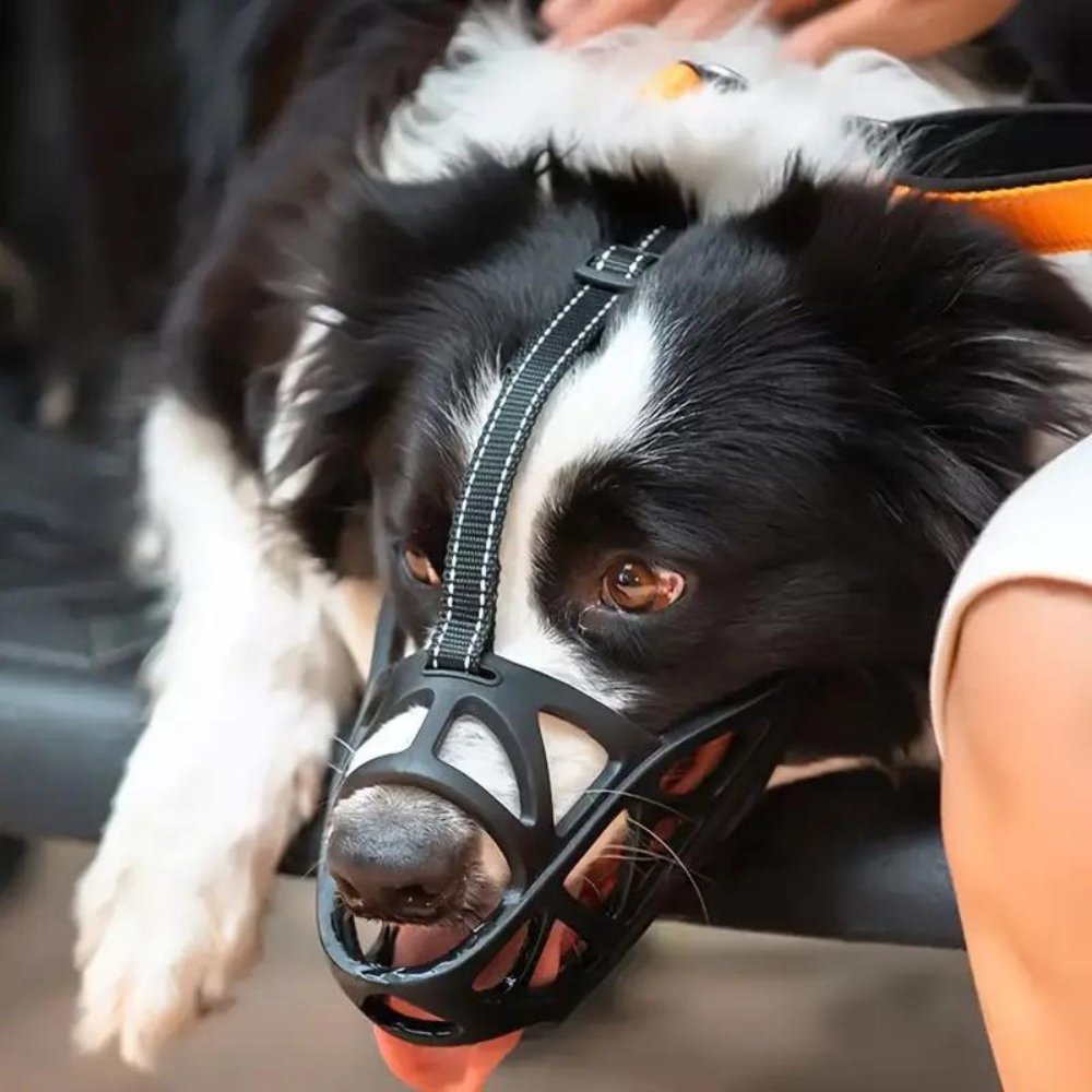 Black mesh dog muzzle on dog during walk, with adjustable fit straps